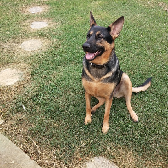 Meet your Posher, Joey - Picture 5 of 8